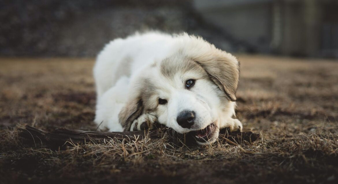shallow focus photo of long coated white and gray puppy