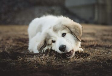 shallow focus photo of long coated white and gray puppy